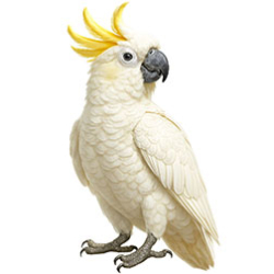 Yellow-crested Cockatoos